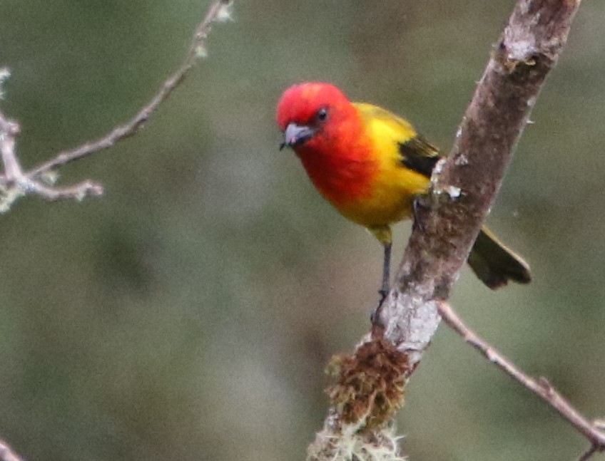 Red-hooded Tanager - ML614075495