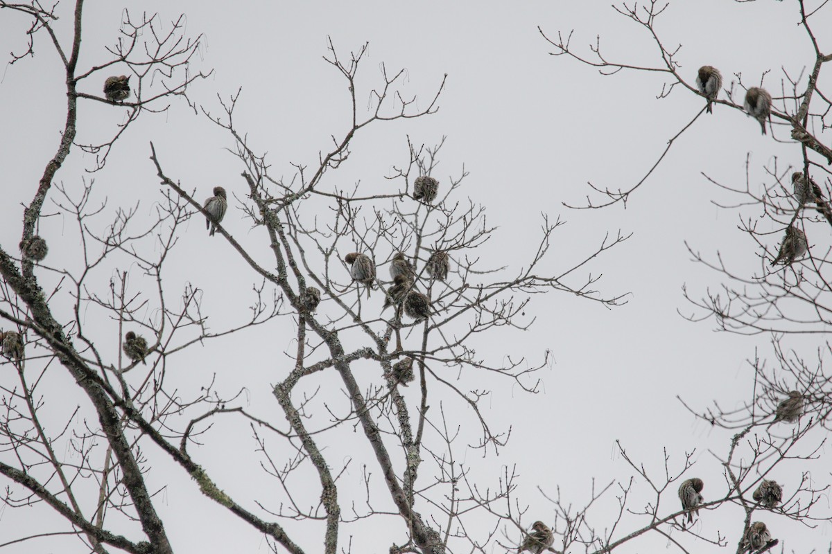 eBird Checklist 27 Jan 2024 Coburn Terrace, Lebanon, New Hampshire