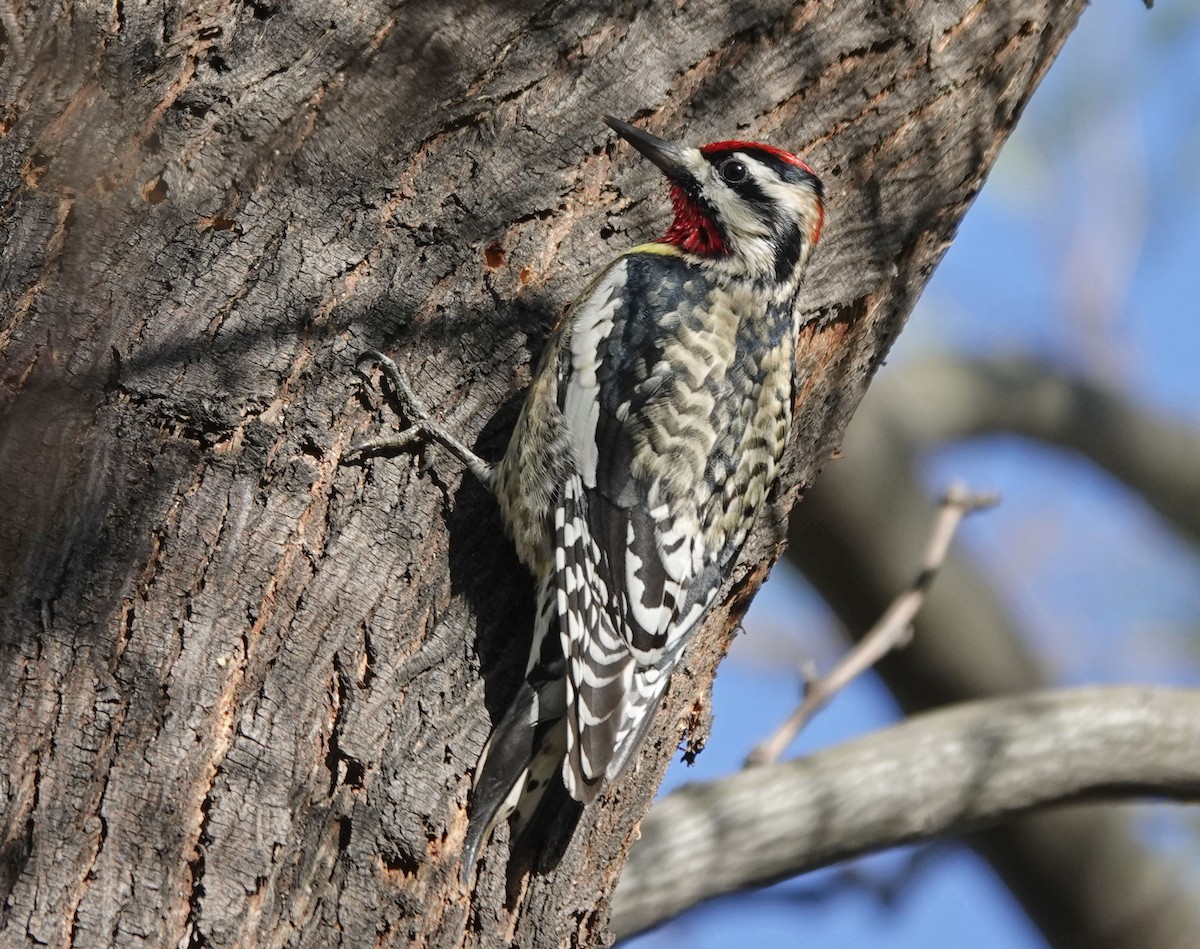 EBird Checklist 27 Jan 2024 Sweetwater Wetlands 41 Species