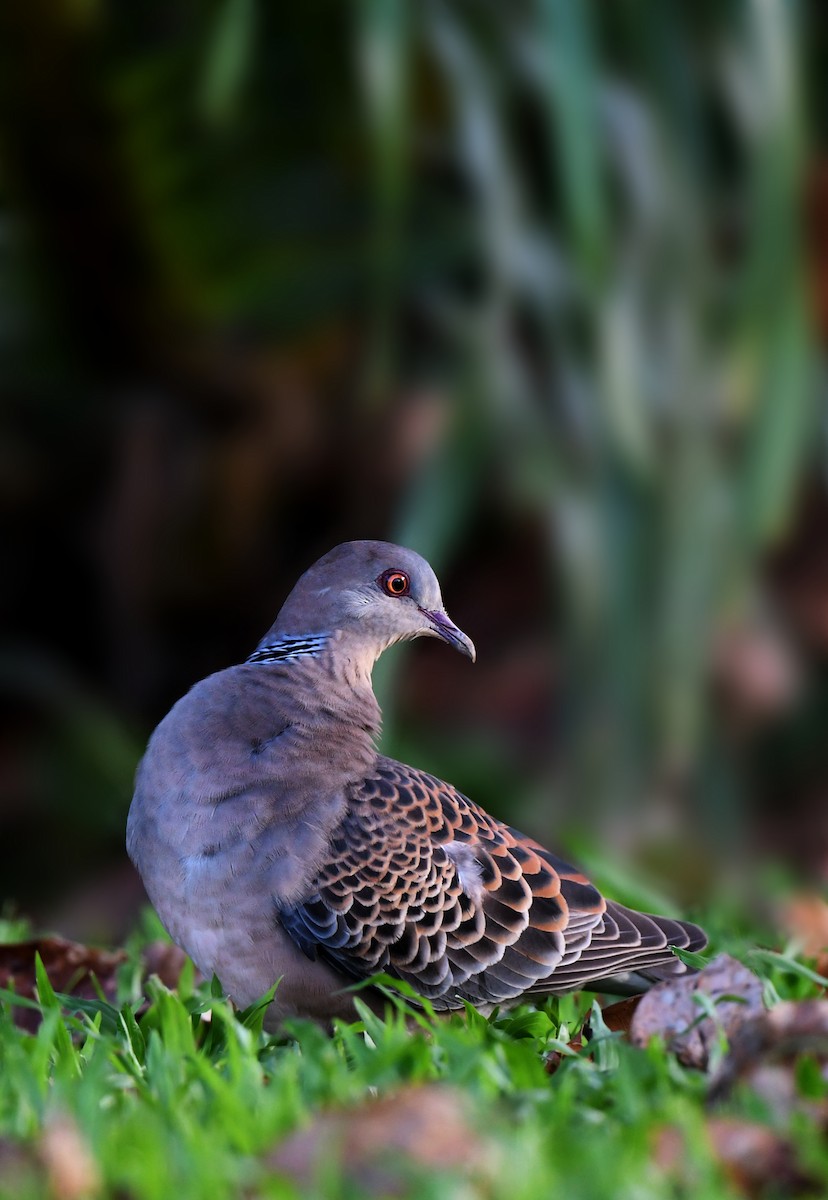 EBird Checklist 28 Jan 2024 Labrador Park 10 Species   1200