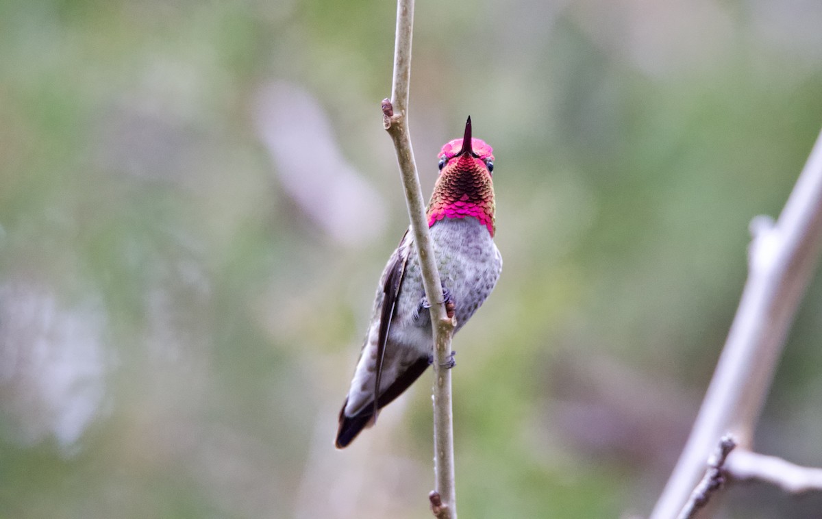 Anna's Hummingbird - ML614075986