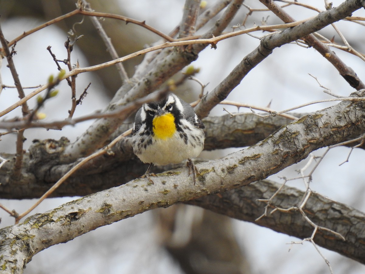 Yellow-throated Warbler - ML614076014