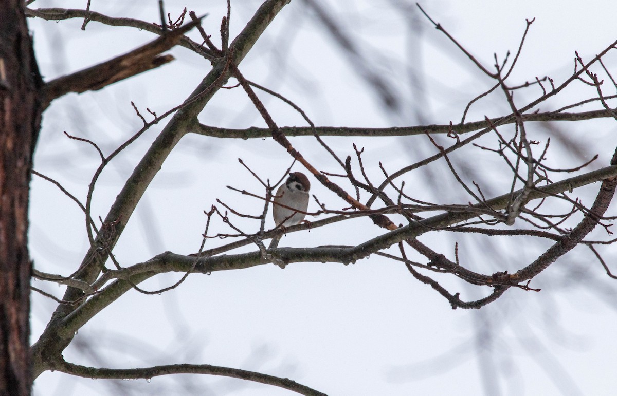 Eurasian Tree Sparrow - ML614076176