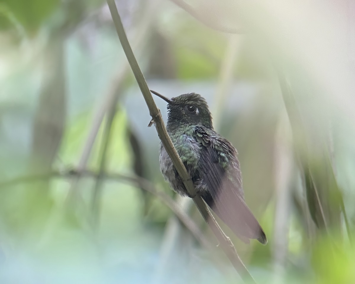 Emerald-chinned Hummingbird - Terence Degan