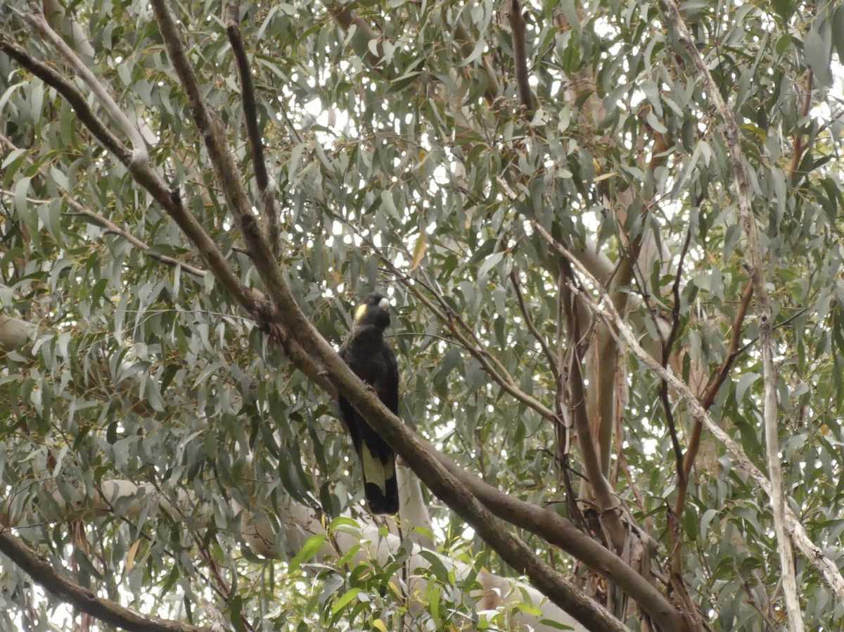 Yellow-tailed Black-Cockatoo - ML614076916