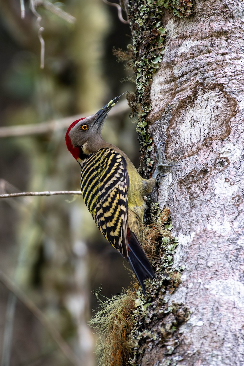 Hispaniolan Woodpecker - ML614077009