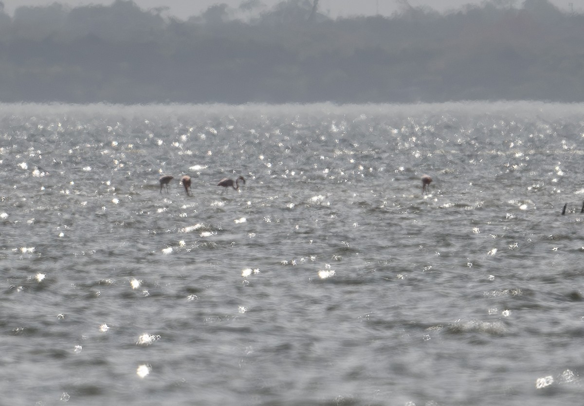 eBird Checklist 27 Jan 2024 Merritt Island NWRHaulover Canal Area