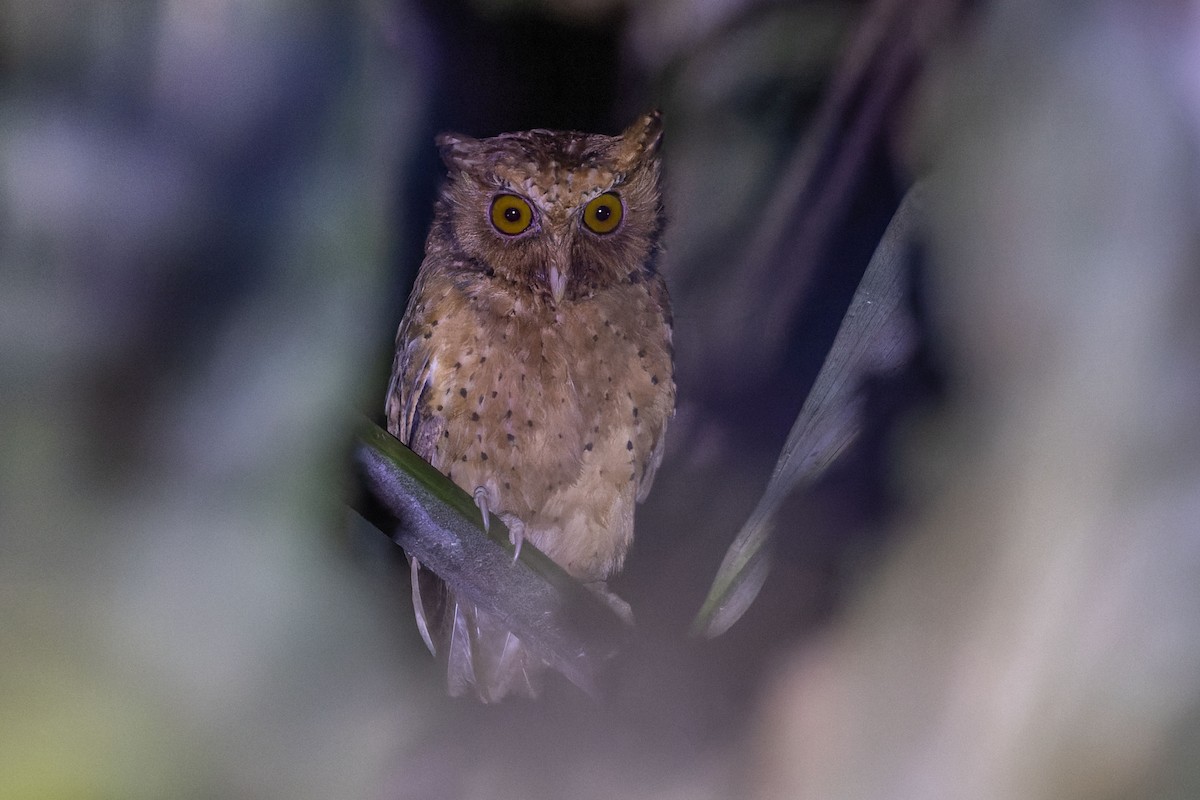 Reddish Scops-Owl - Magnus Persmark