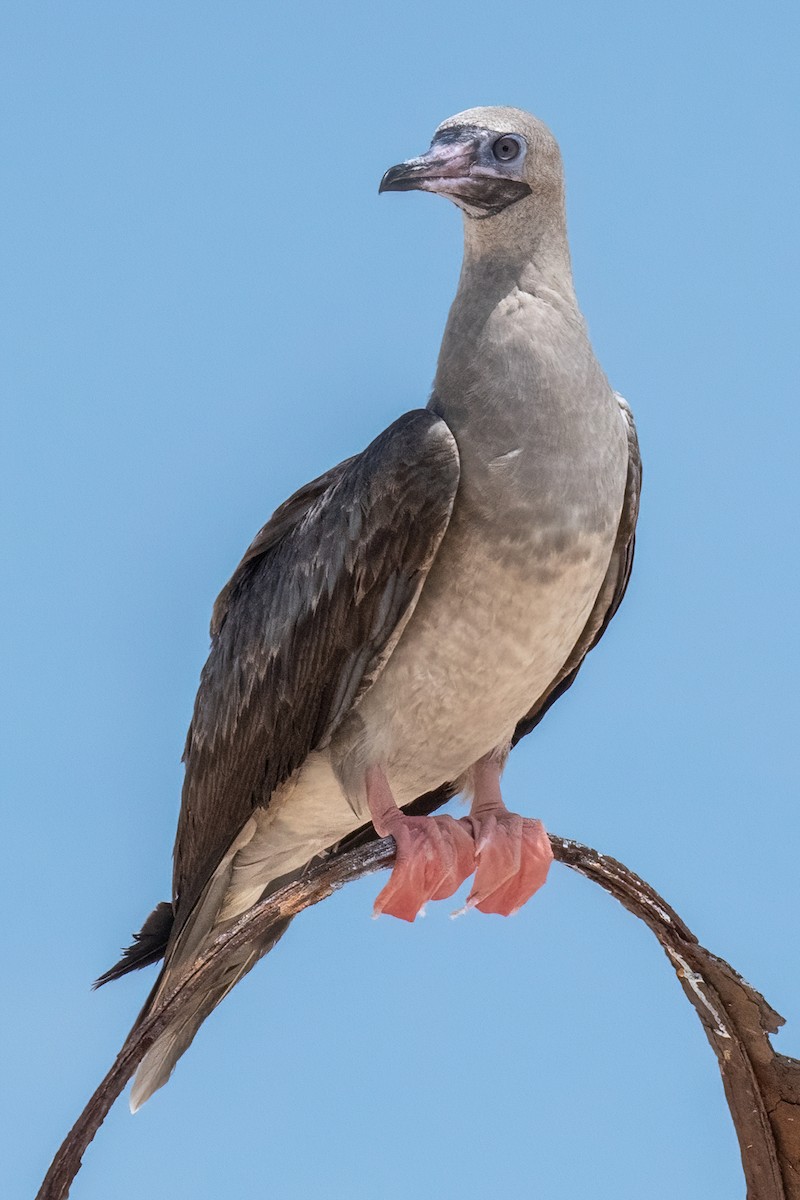 Red-footed Booby - ML614077509