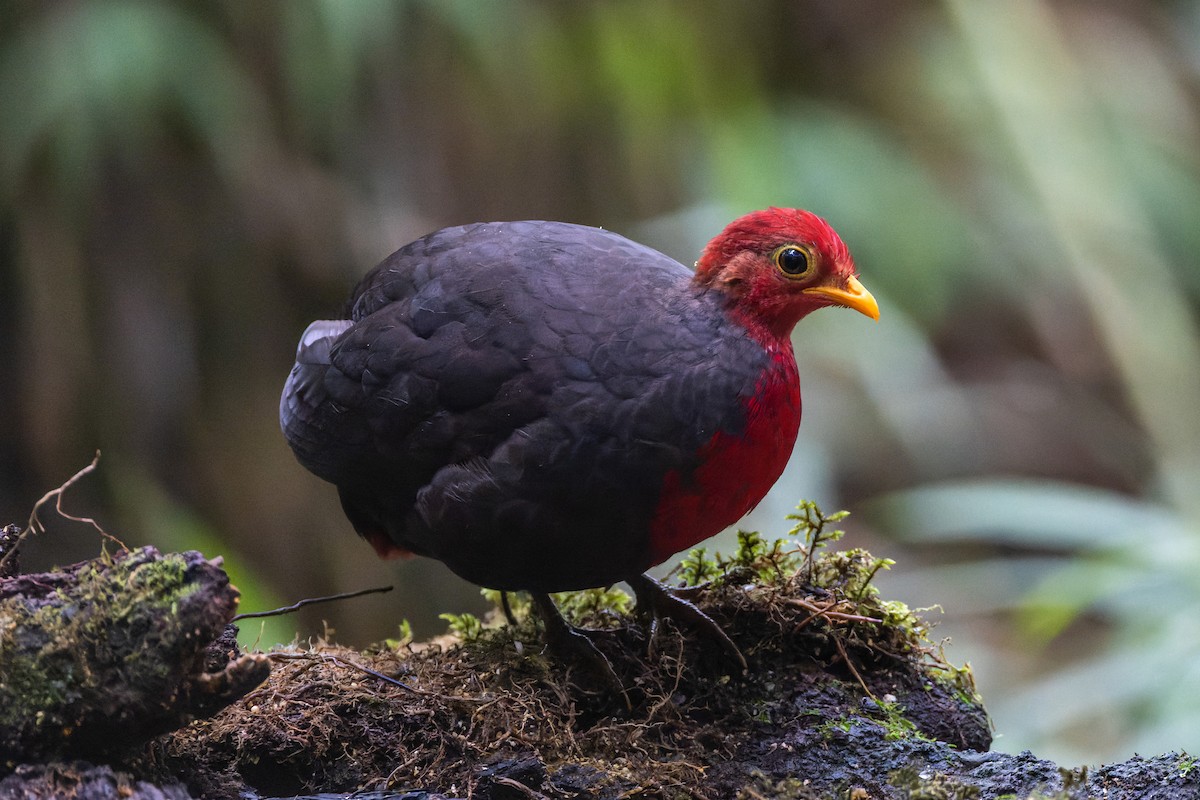 Crimson-headed Partridge - Magnus Persmark