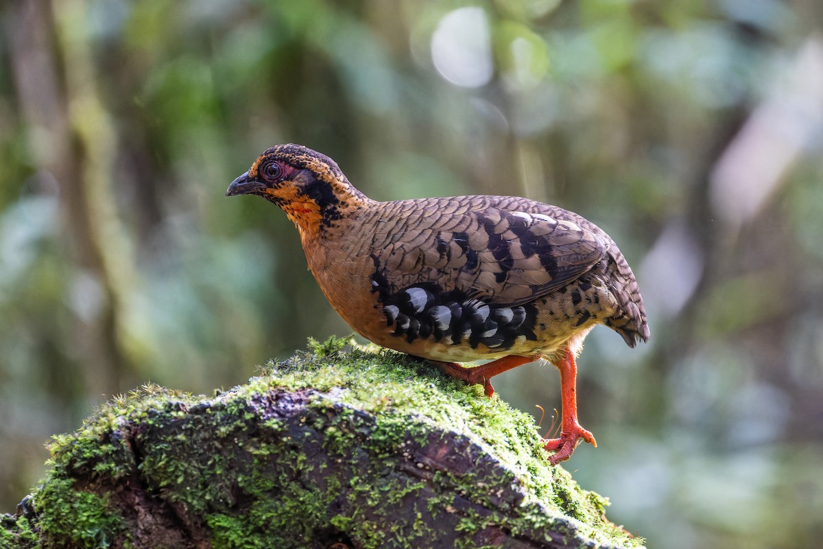 Red-breasted Partridge - Magnus Persmark