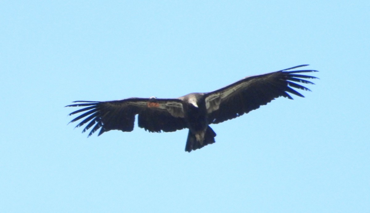 Condor de Californie - ML614077658