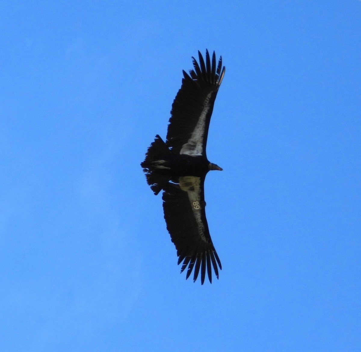 Condor de Californie - ML614077678