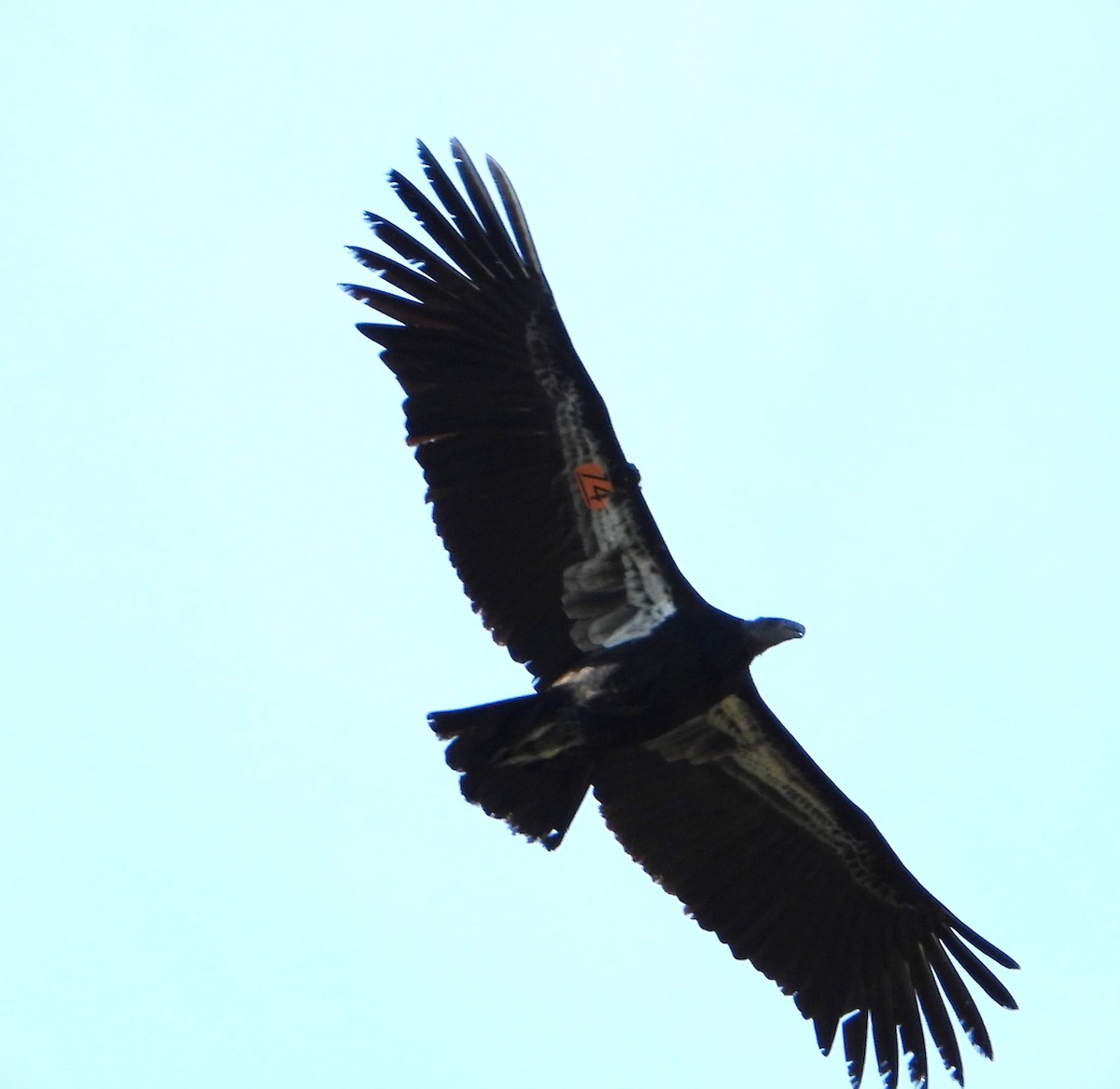Condor de Californie - ML614077688