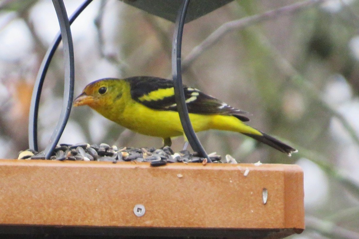 Western Tanager - ML614077963