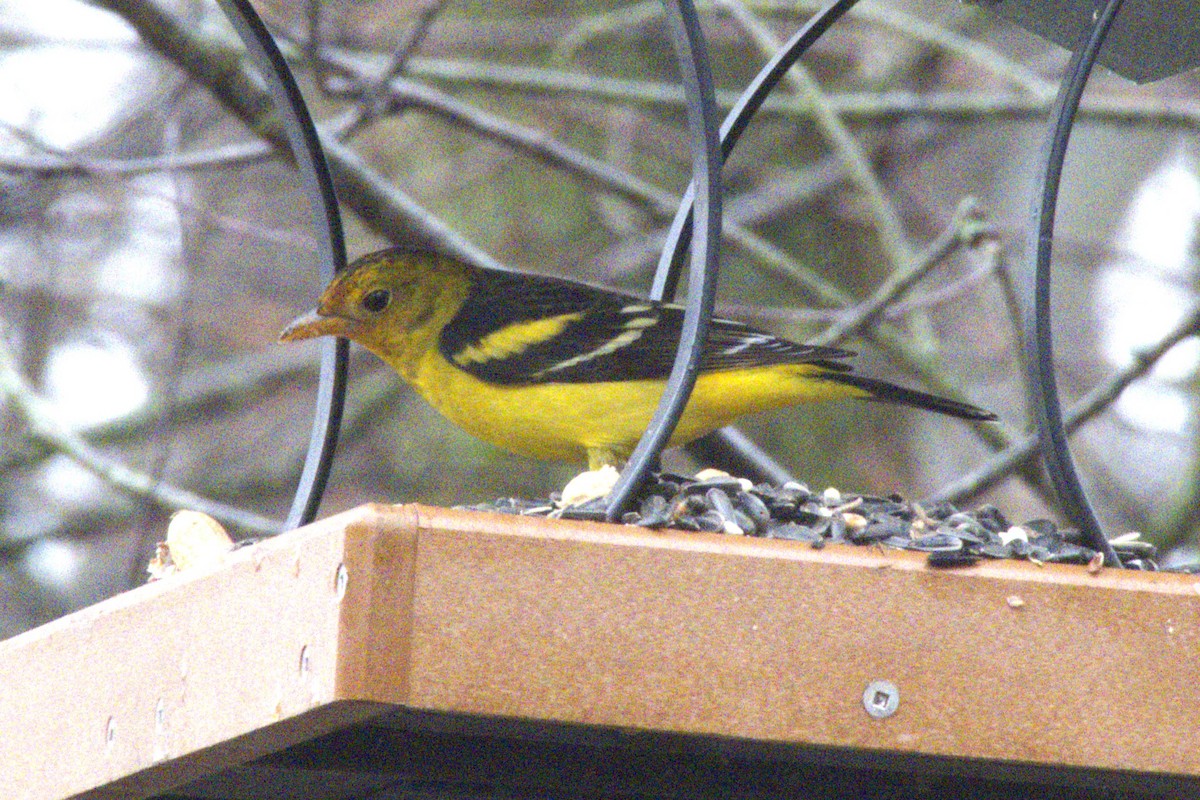 Western Tanager - ML614077964