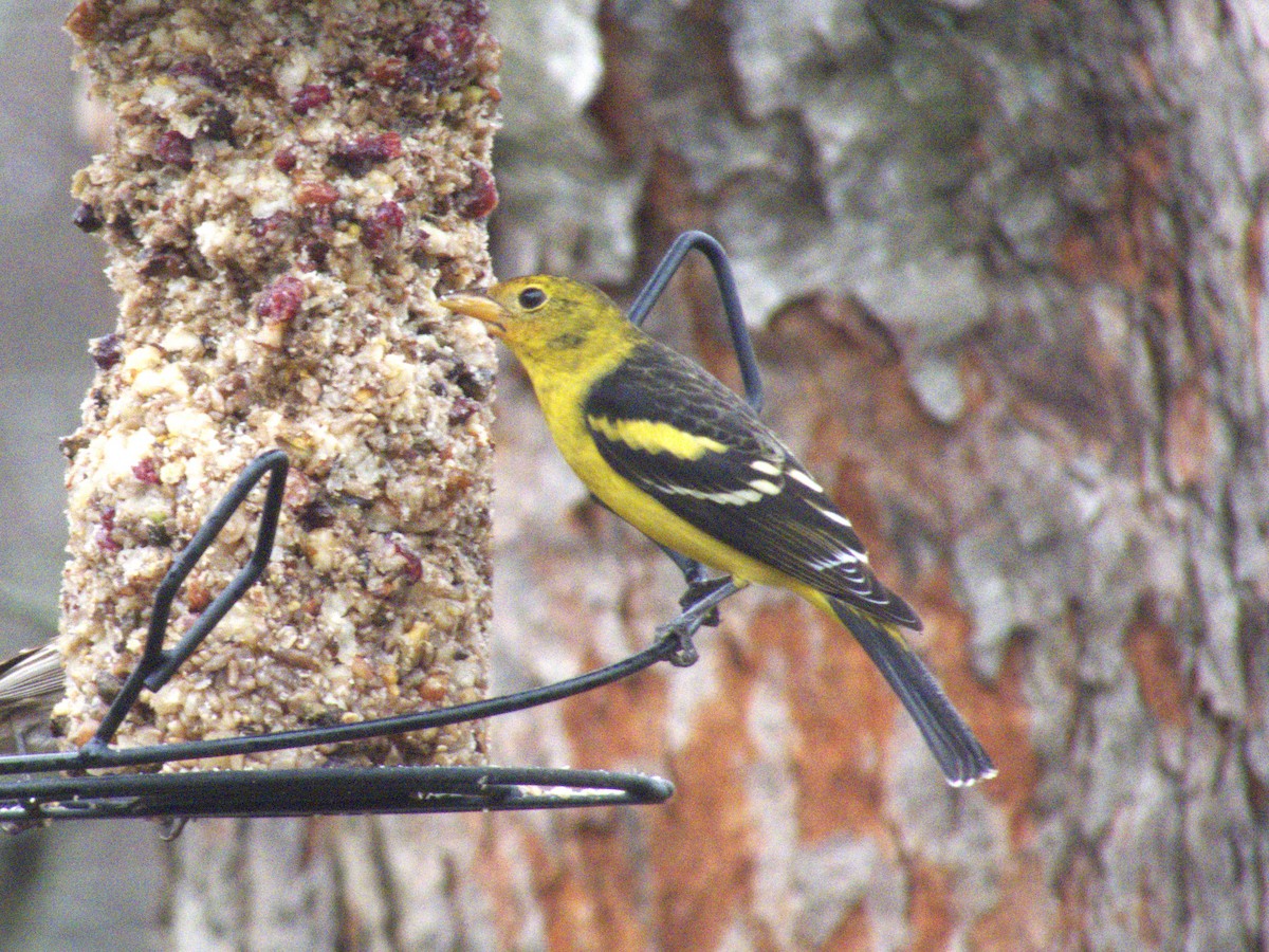 Western Tanager - ML614077965