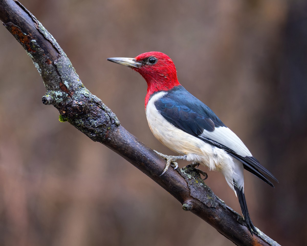 Red-headed Woodpecker - ML614078038
