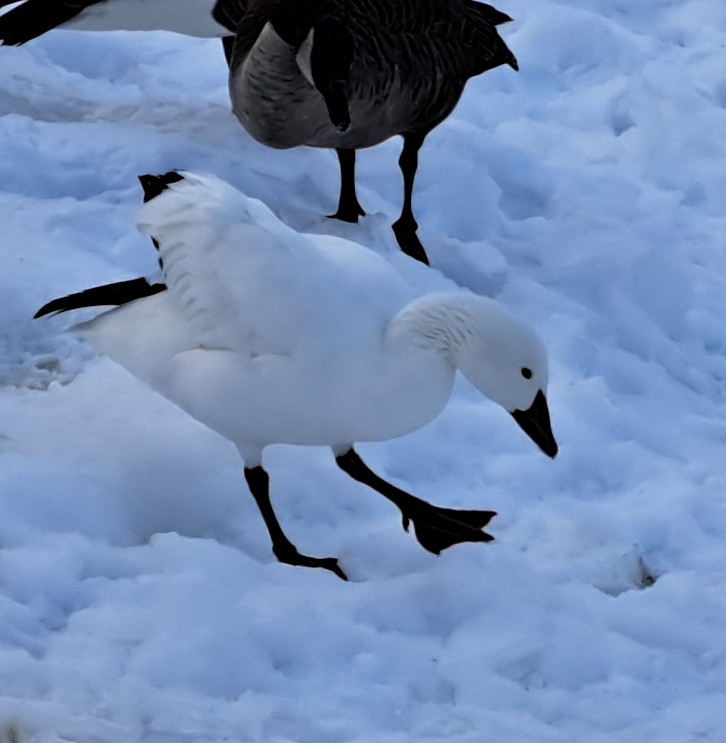Snow Goose - ML614078136