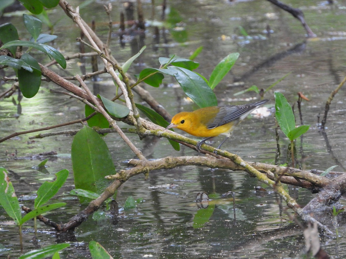Prothonotary Warbler - ML614078161