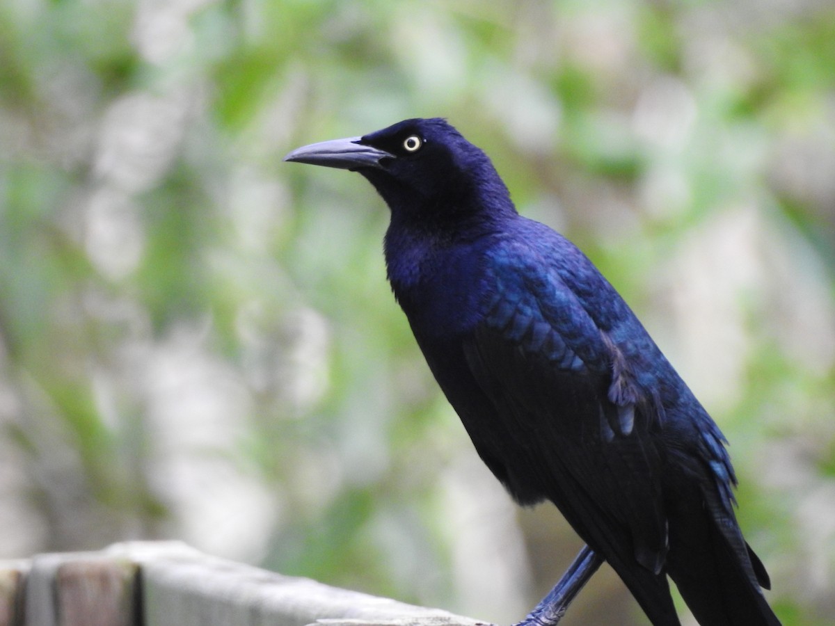 Great-tailed Grackle - ML614078204