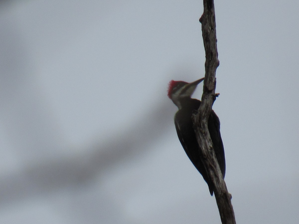 Pileated Woodpecker - ML614078526