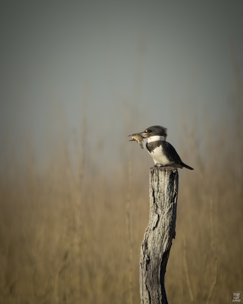 Belted Kingfisher - ML614078579