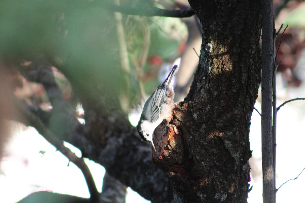 White-breasted Nuthatch - ML614078918