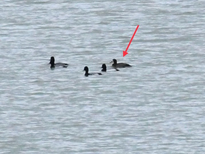 Greater Scaup - ML614078979