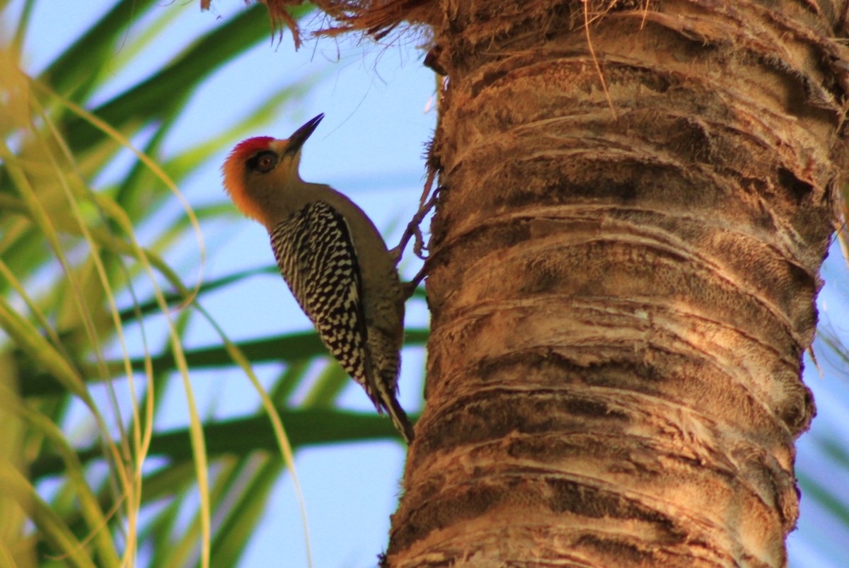 Golden-cheeked Woodpecker - Fernando Solano Mendoza