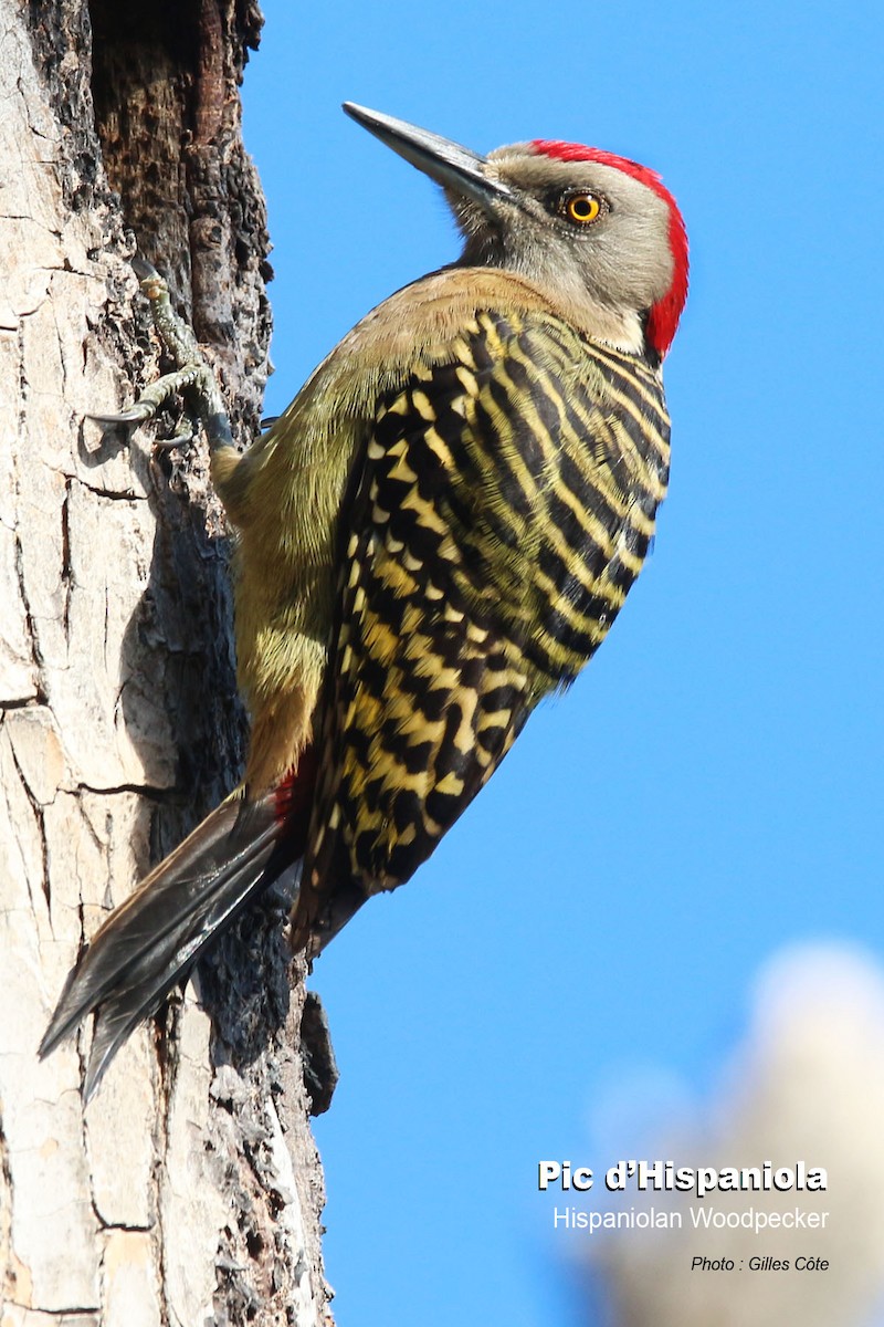 Hispaniolan Woodpecker - ML614079312
