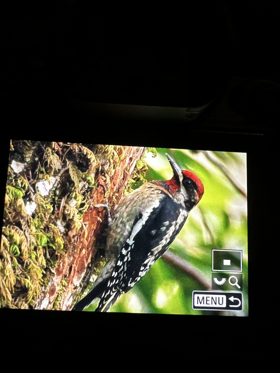 Red-naped x Red-breasted Sapsucker (hybrid) - Mark Sawyer