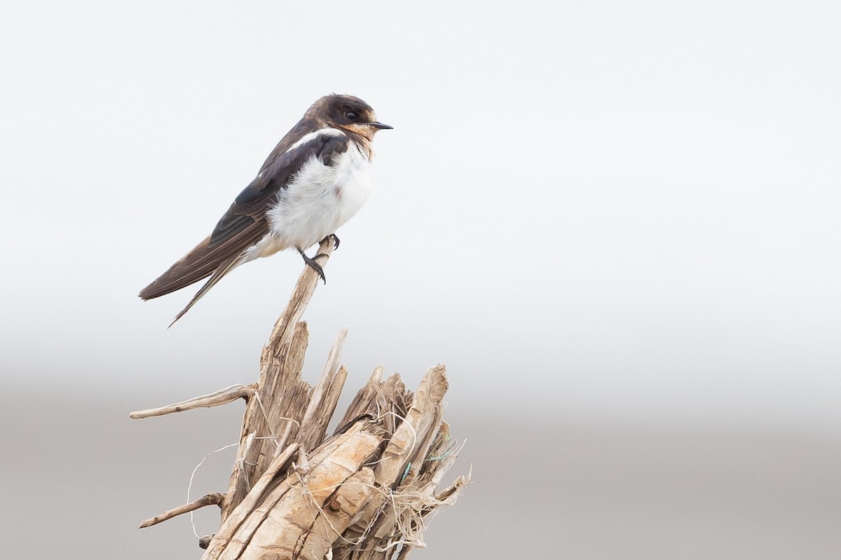 White-winged Swallow - ML614079833
