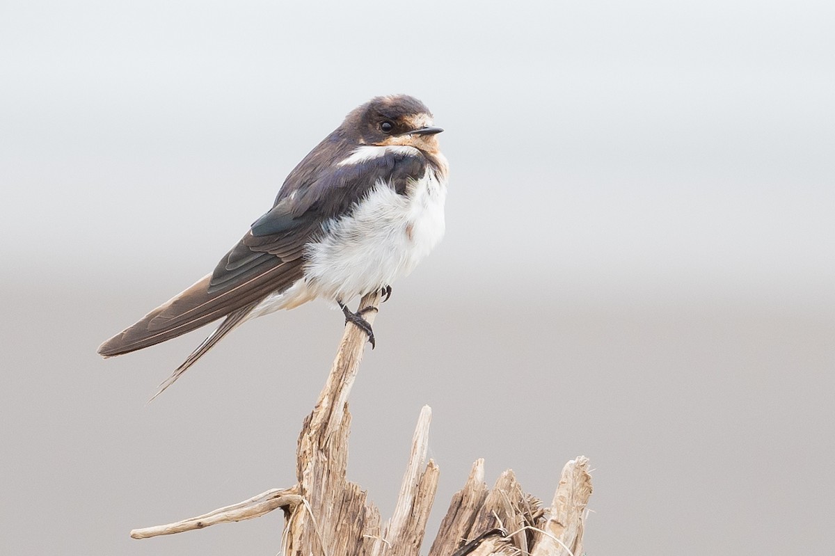 White-winged Swallow - ML614079834