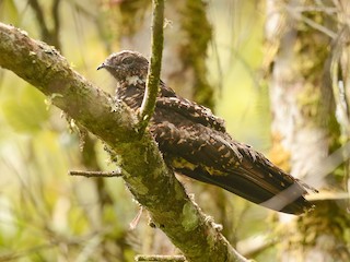  - Archbold's Nightjar