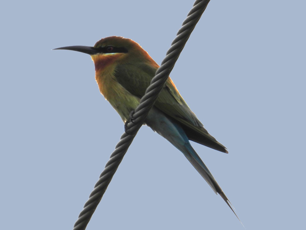 Blue-tailed Bee-eater - ML614079960