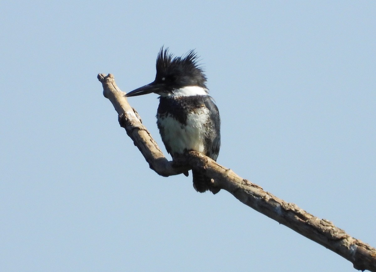 Belted Kingfisher - ML614080133
