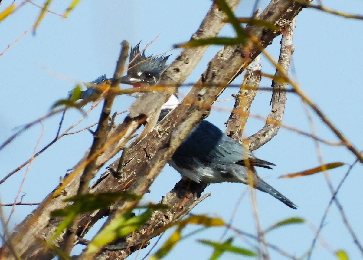 Belted Kingfisher - ML614080143