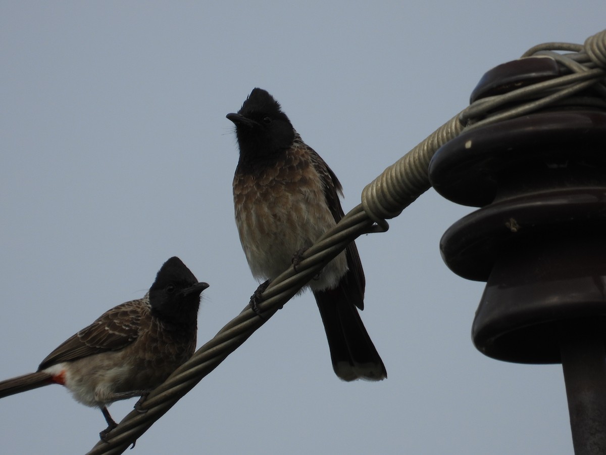 Red-vented Bulbul - ML614080263