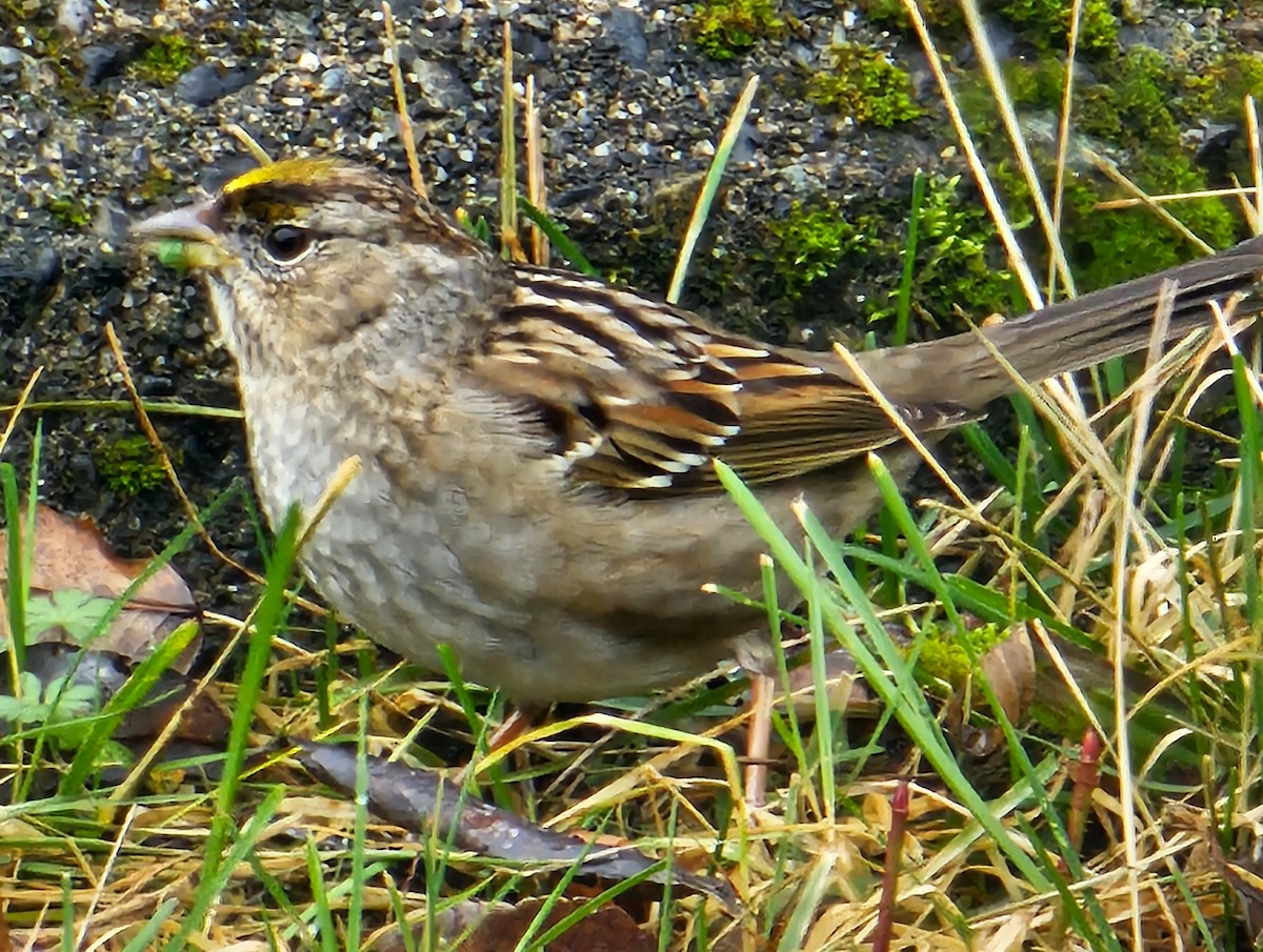 Golden-crowned Sparrow - Curt Johnson