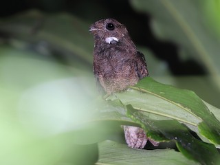  - Brown Nightjar