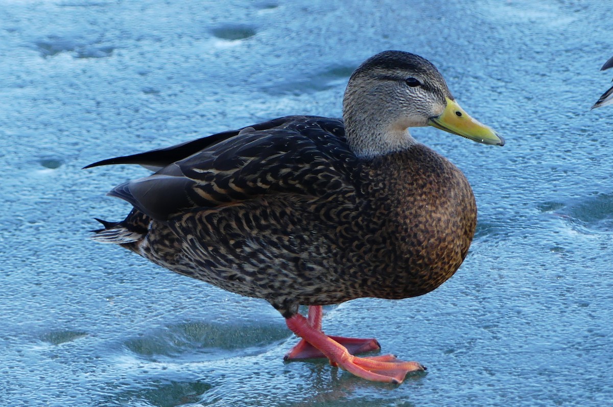 Mexican Duck - ML614080524