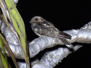  - Palau Nightjar