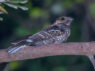  - Mees's Nightjar