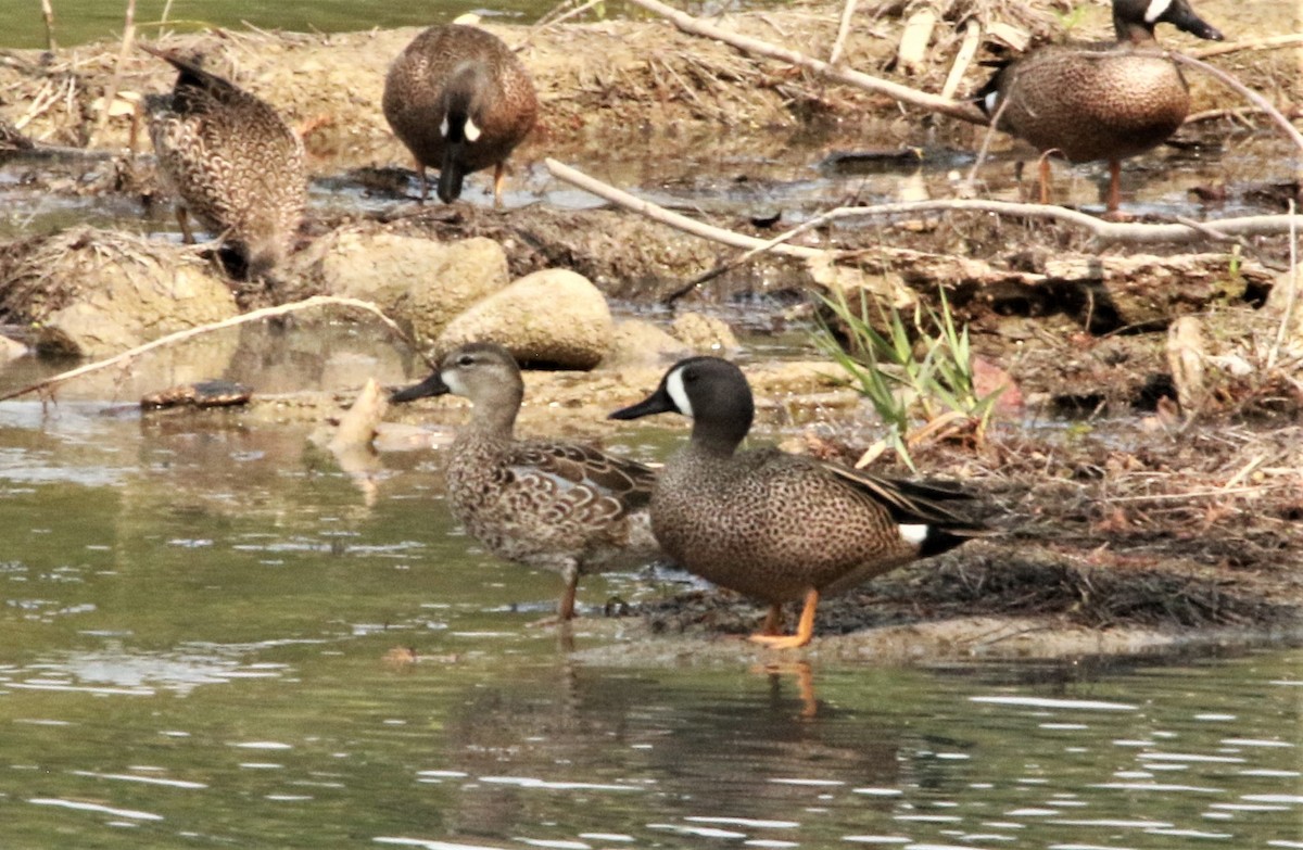Blue-winged Teal - ML614080707