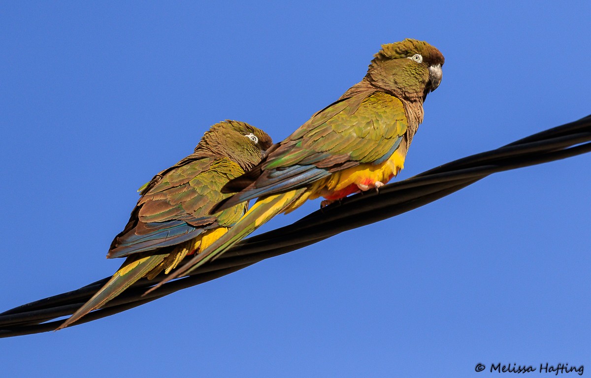 Patagonya Papağanı - ML614080758