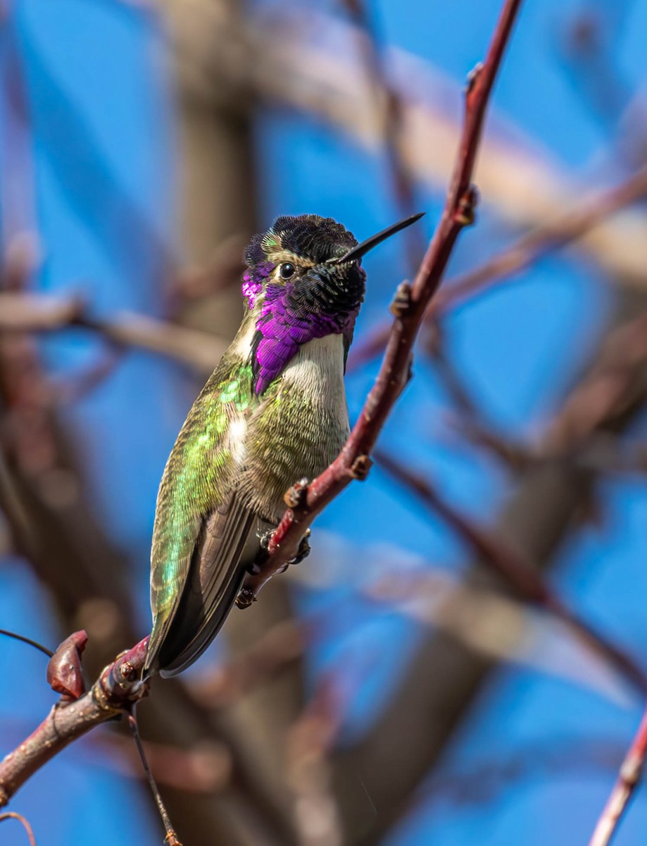 Costa's Hummingbird - ML614081327