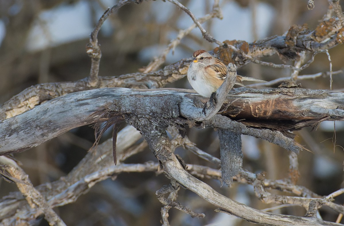American Tree Sparrow - ML614081395