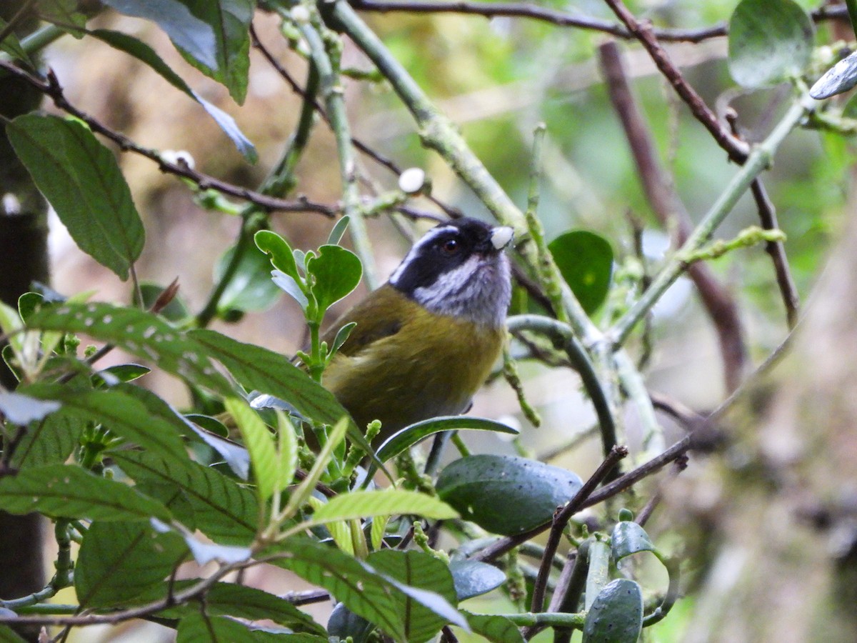 Sooty-capped Chlorospingus - ML614081451
