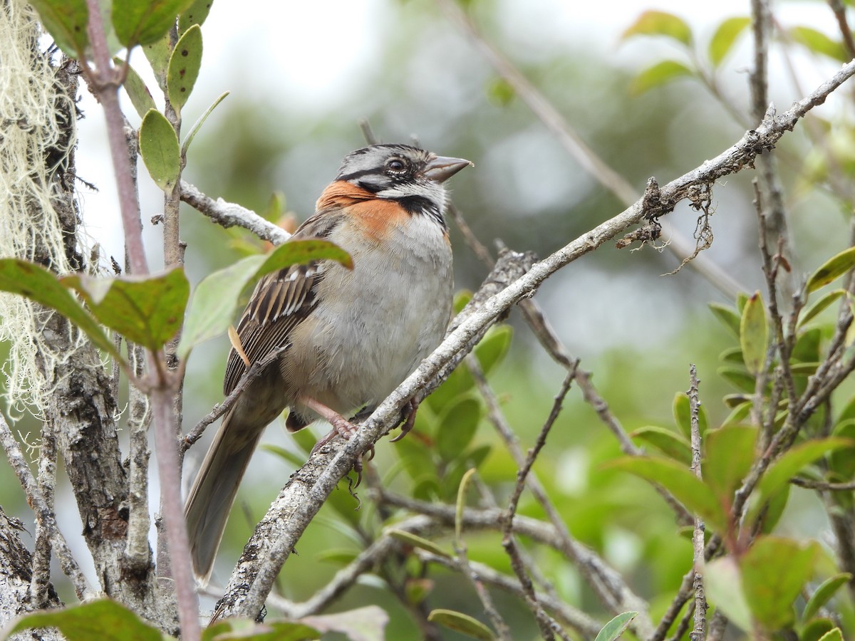 Rufous-collared Sparrow - Lenin Torres Valverde